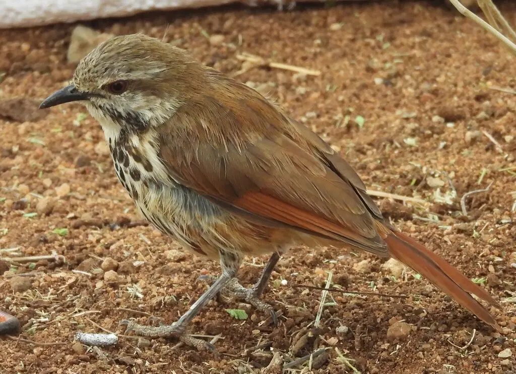 斑晨鸫(Cichladusa guttata)