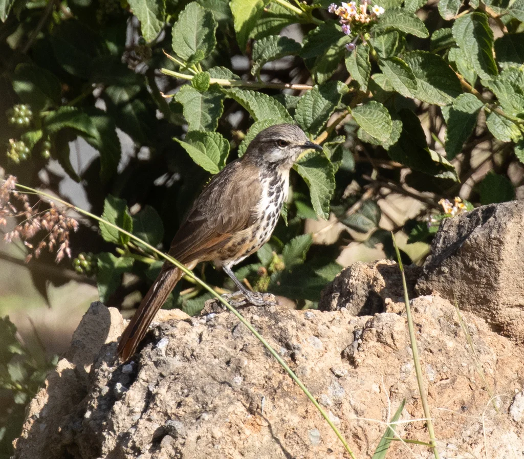斑晨鸫(Cichladusa guttata)