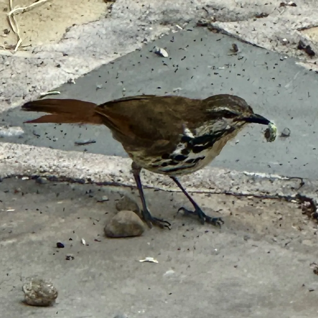 斑晨鸫(Cichladusa guttata)