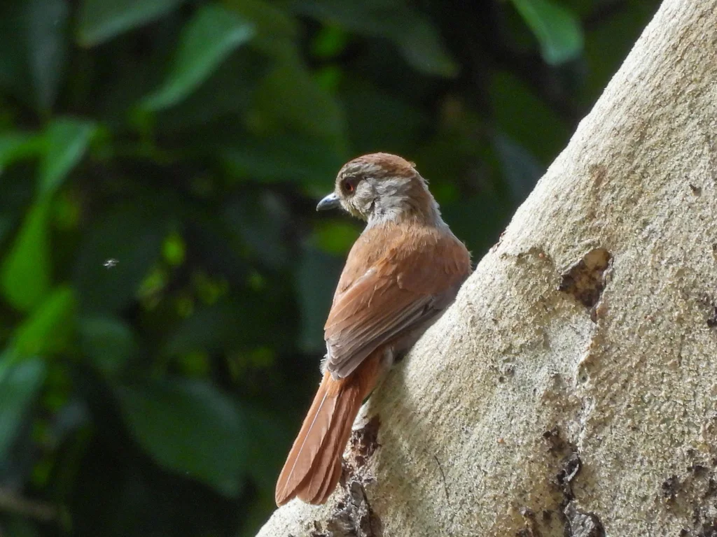 红尾晨鸫(Cichladusa ruficauda)