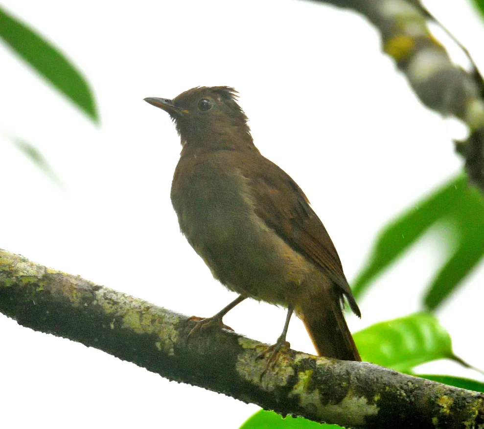 棕褐孤鸫(Cichlopsis leucogenys)