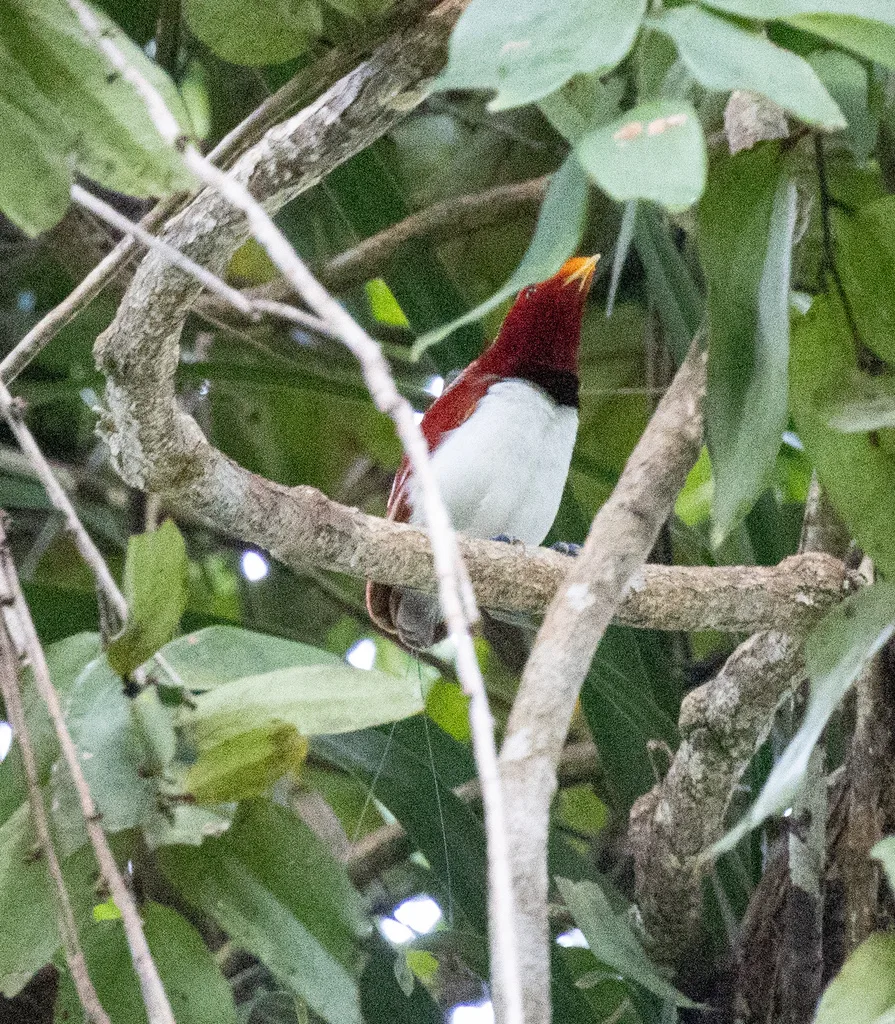 王极乐鸟(Cicinnurus regius)