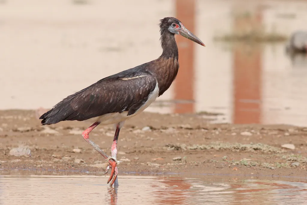 白腹鹳(Ciconia abdimii)