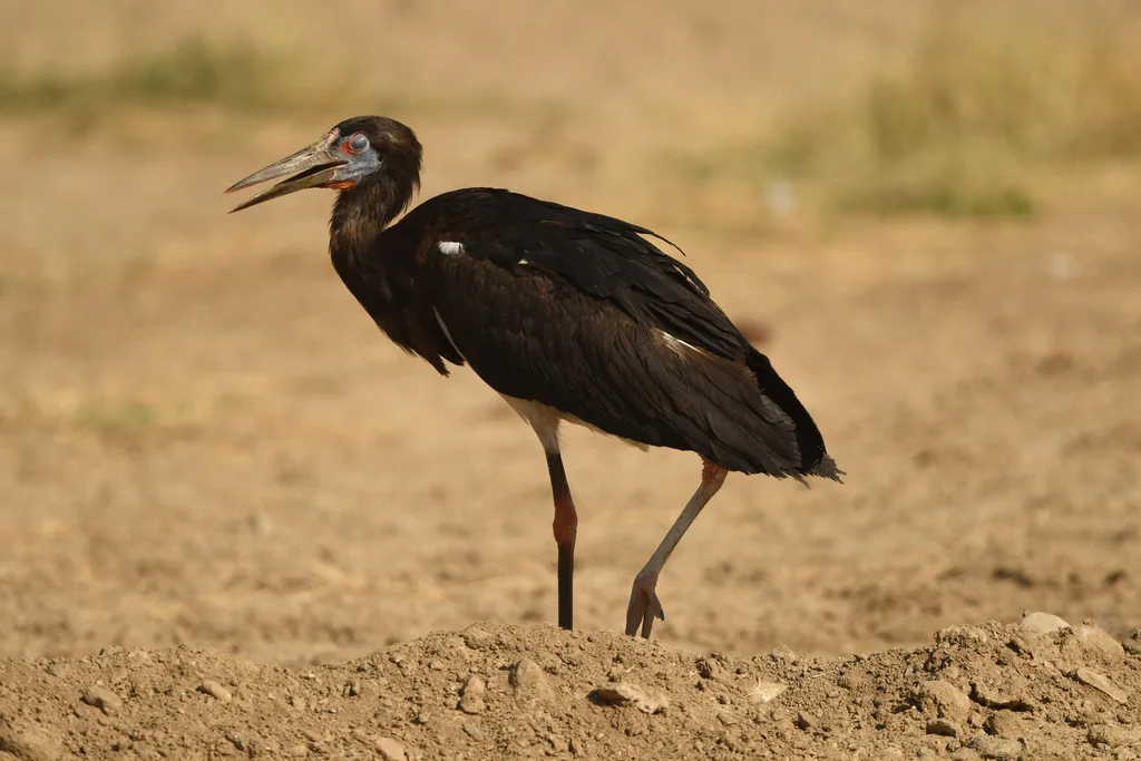 白腹鹳(Ciconia abdimii)