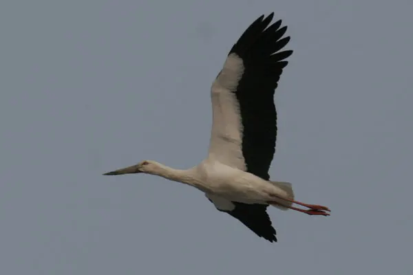 东方白鹳(Ciconia boyciana)