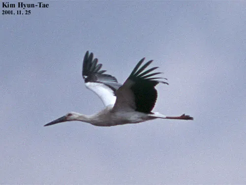 东方白鹳(Ciconia boyciana)