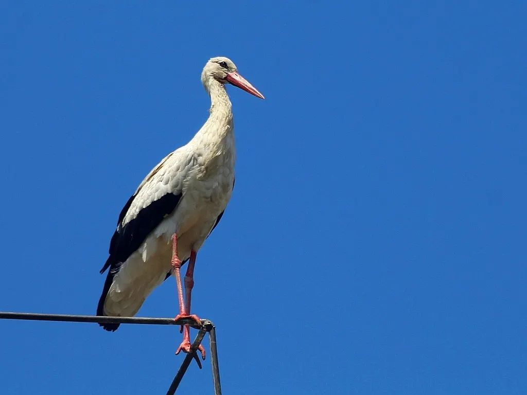 白鹳（Ciconia ciconia）