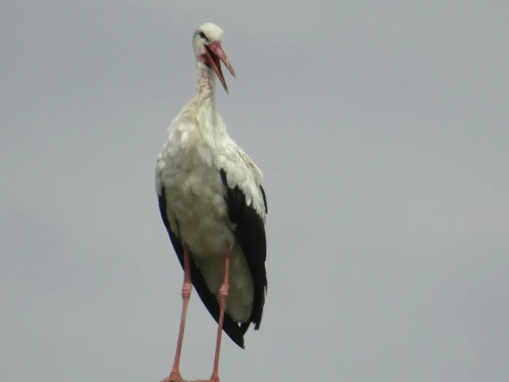 白鹳（Ciconia ciconia）