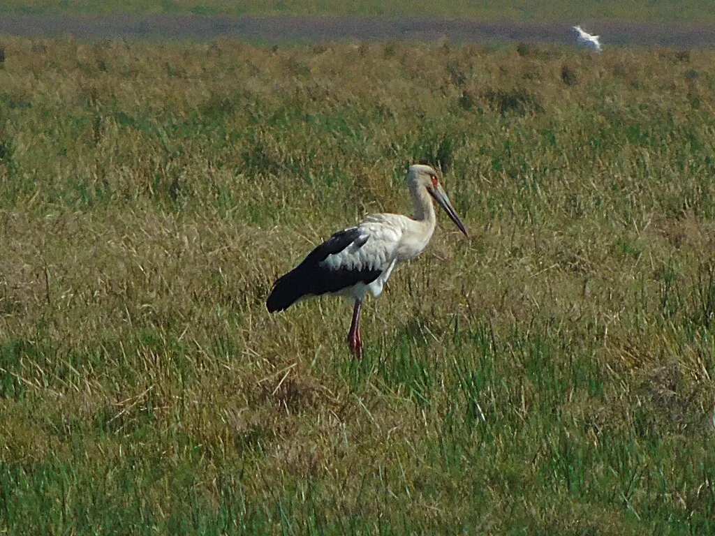 黑尾鹳(Ciconia maguari)