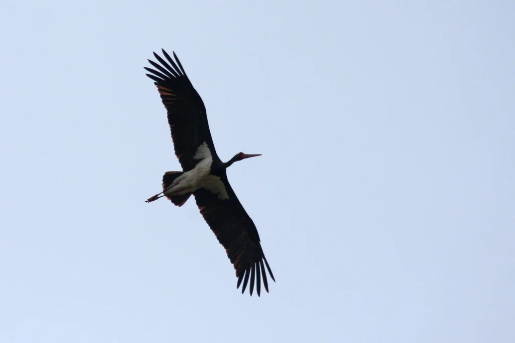 黑鹳(Ciconia nigra)