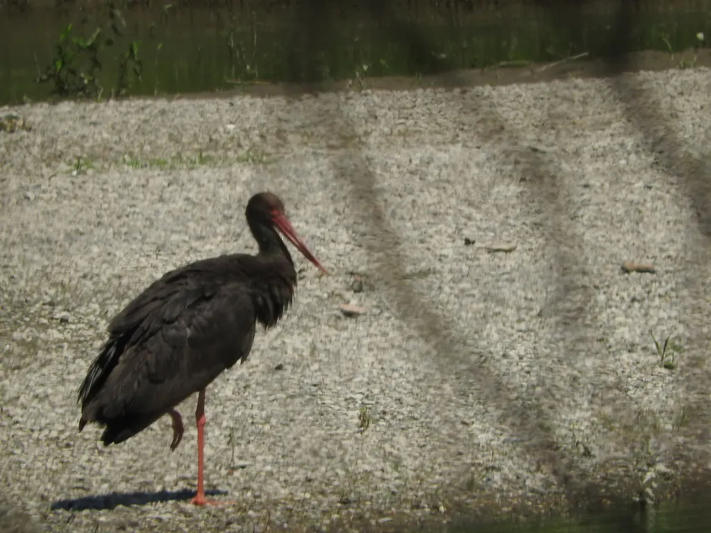 黑鹳(Ciconia nigra)