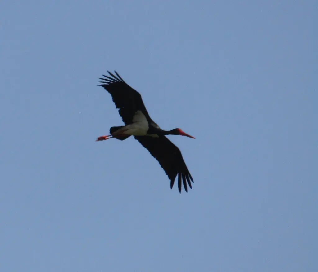 黑鹳(Ciconia nigra)