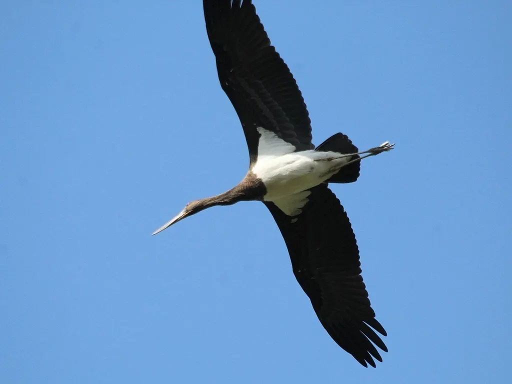 黑鹳(Ciconia nigra)