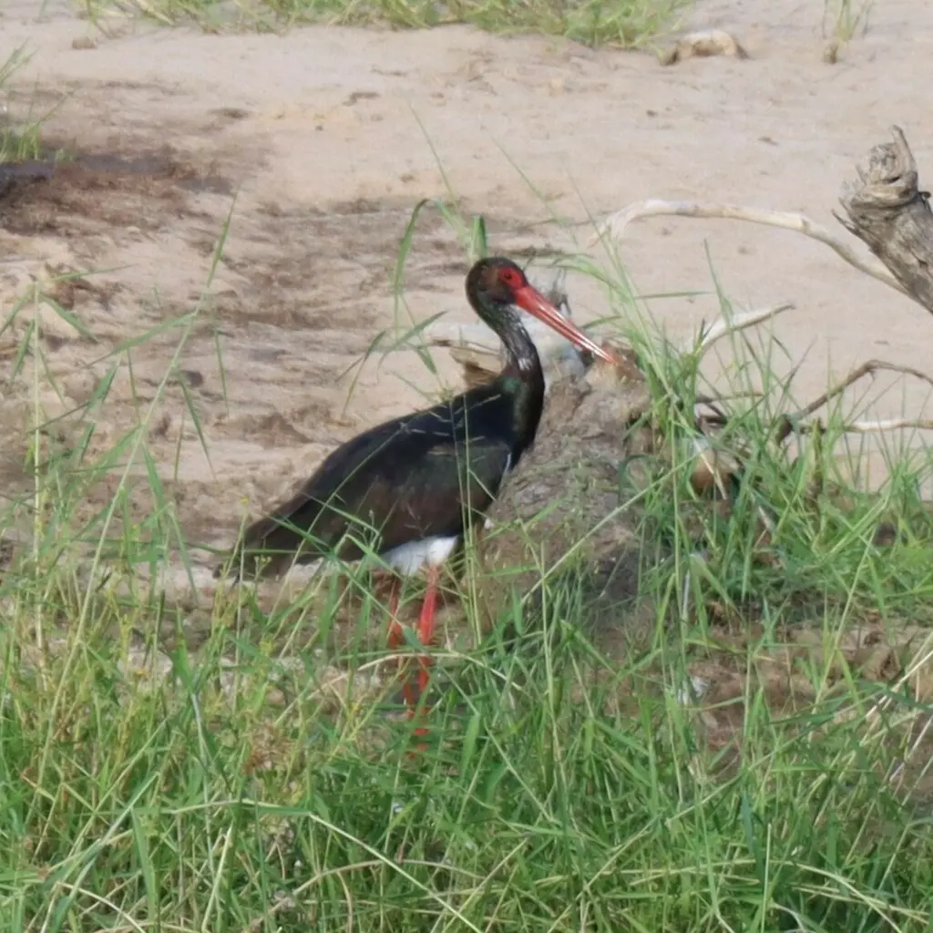 黑鹳(Ciconia nigra)