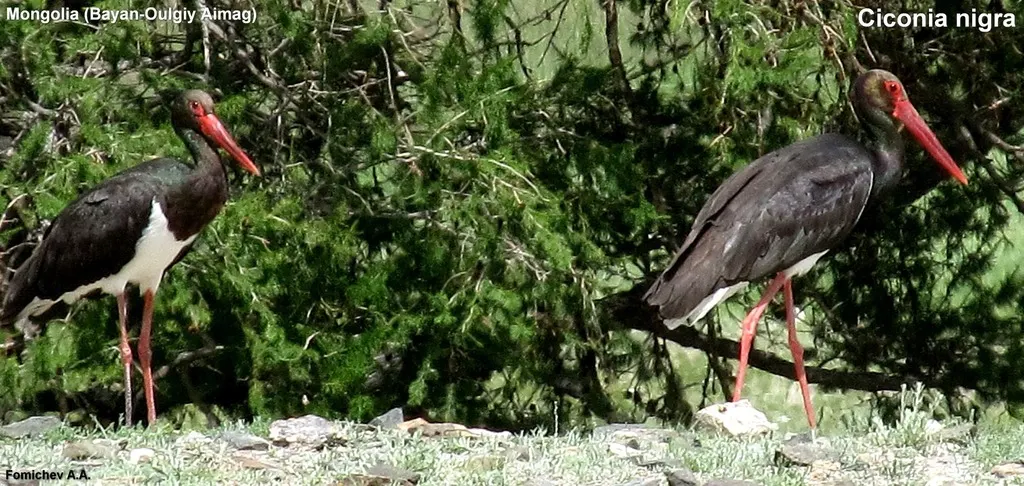 黑鹳(Ciconia nigra)