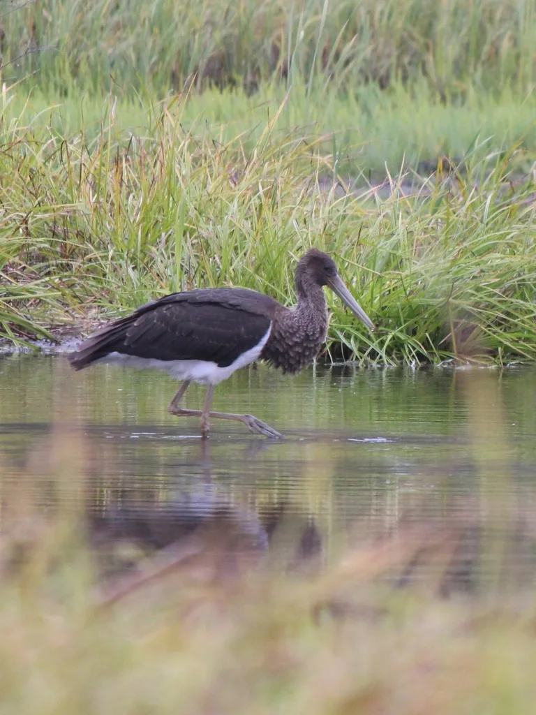 黑鹳(Ciconia nigra)