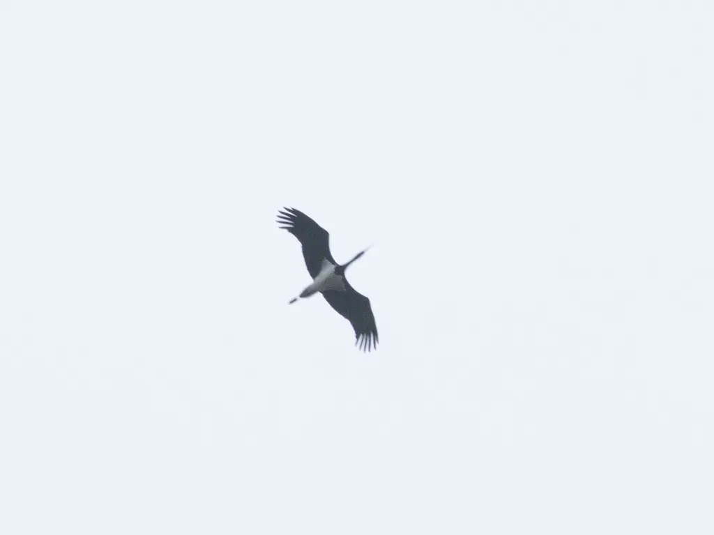 黑鹳(Ciconia nigra)