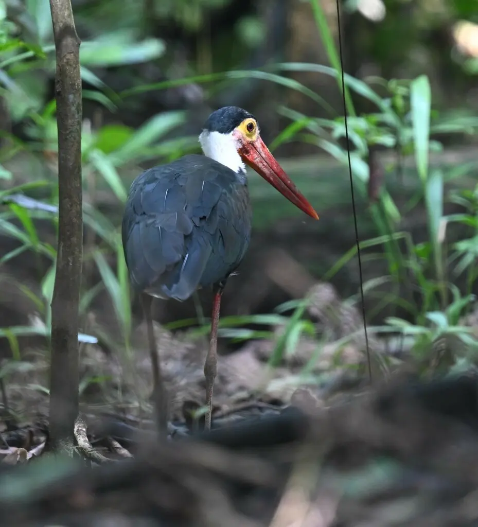 黄脸鹳(Ciconia stormi)