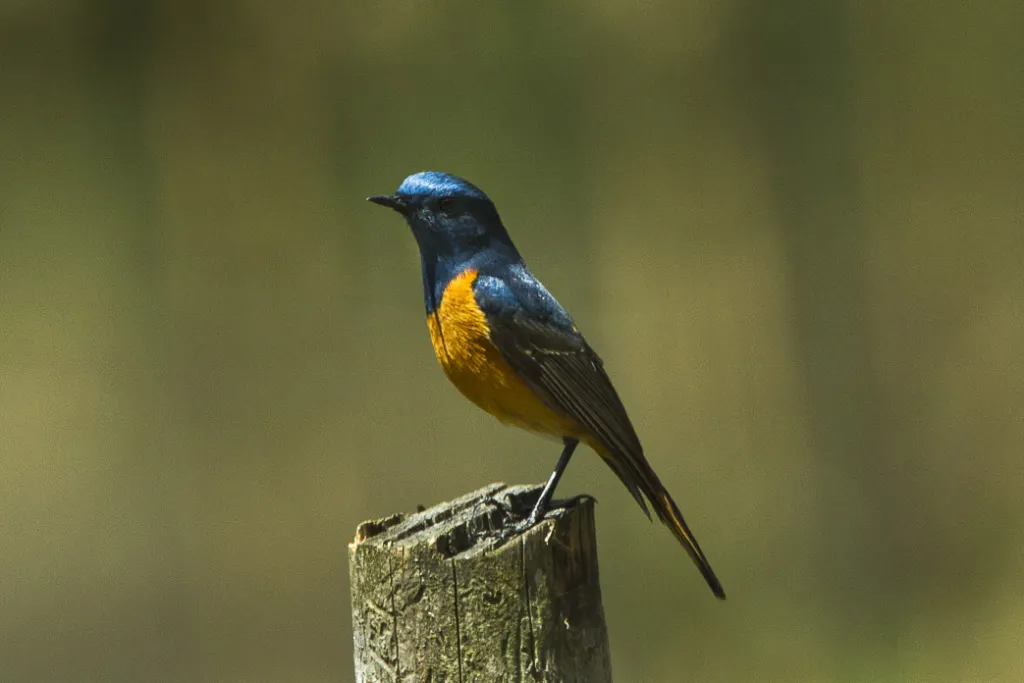 蓝额长脚地鸲（Cinclidium frontale）