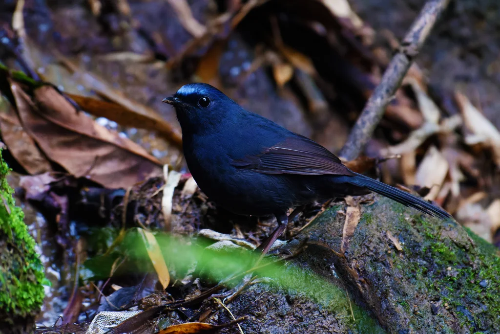 蓝额长脚地鸲（Cinclidium frontale）