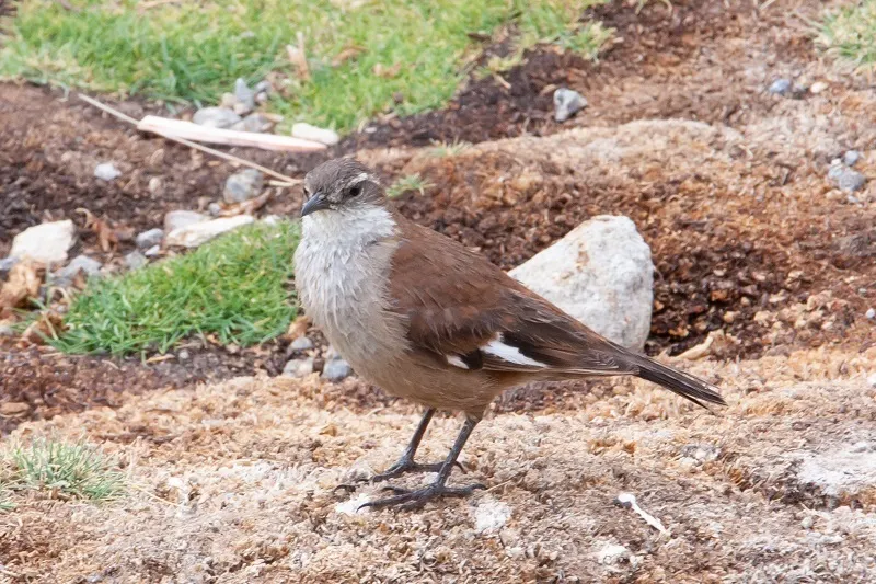 白翅抖尾地雀(Cinclodes atacamensis)