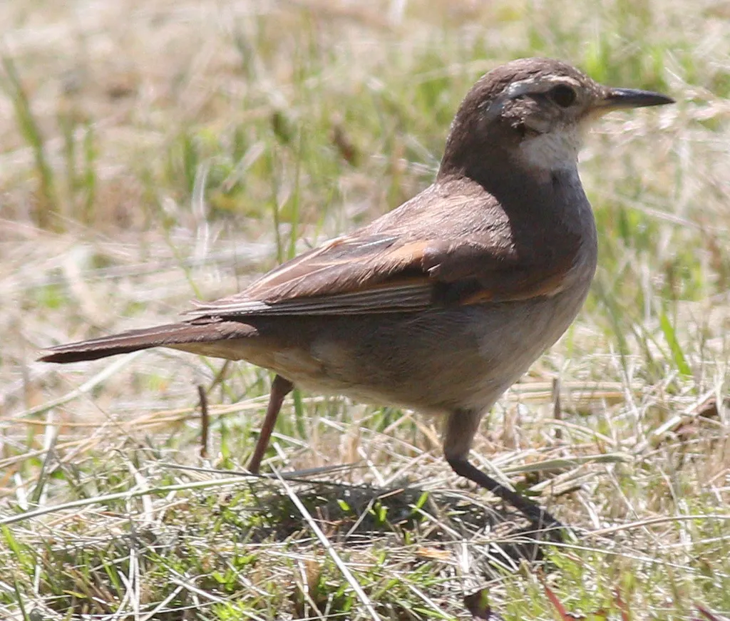 科尔抖尾地雀(Cinclodes comechingonus)