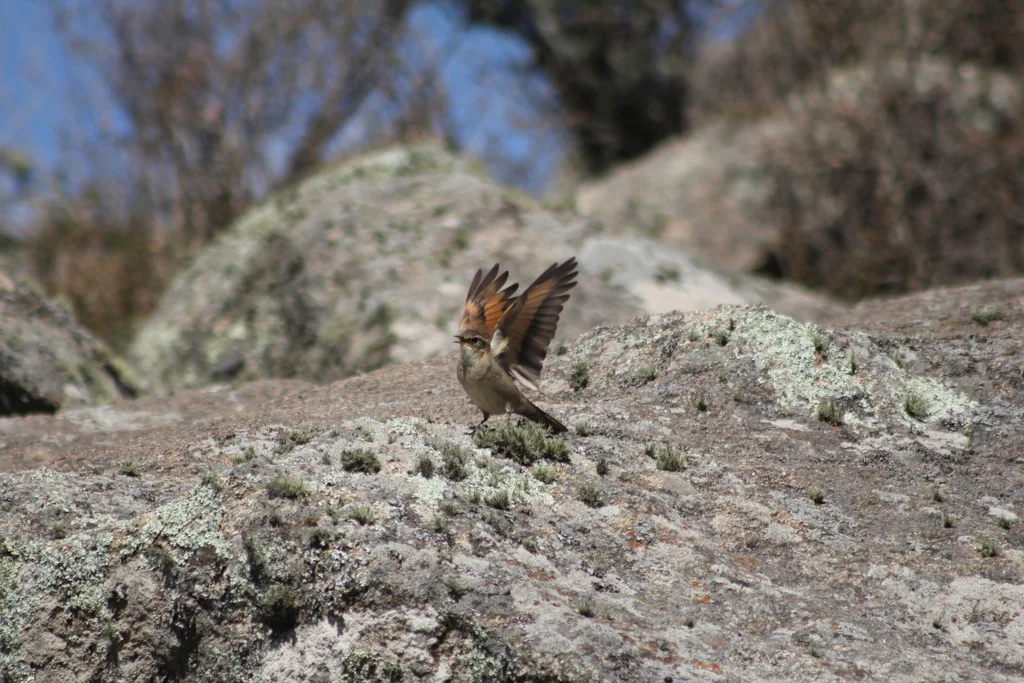 科尔抖尾地雀(Cinclodes comechingonus)