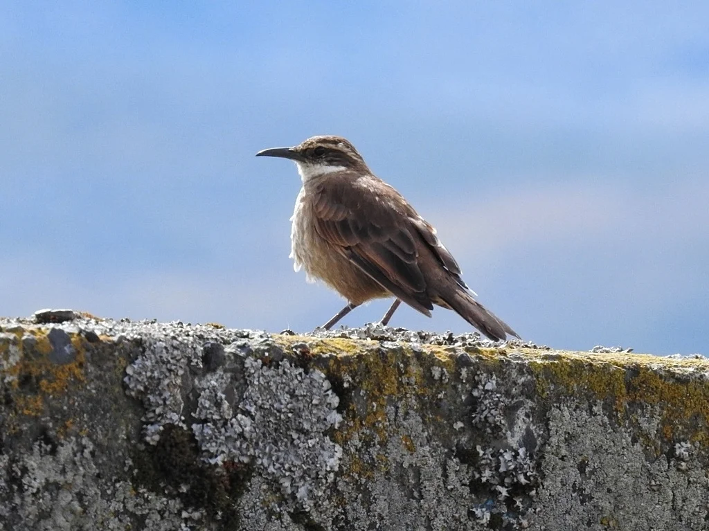 粗嘴抖尾地雀(Cinclodes excelsior)