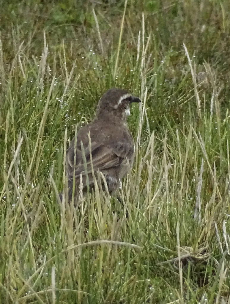 粗嘴抖尾地雀(Cinclodes excelsior)