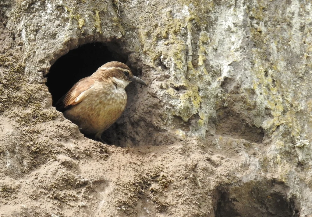 粗嘴抖尾地雀(Cinclodes excelsior)