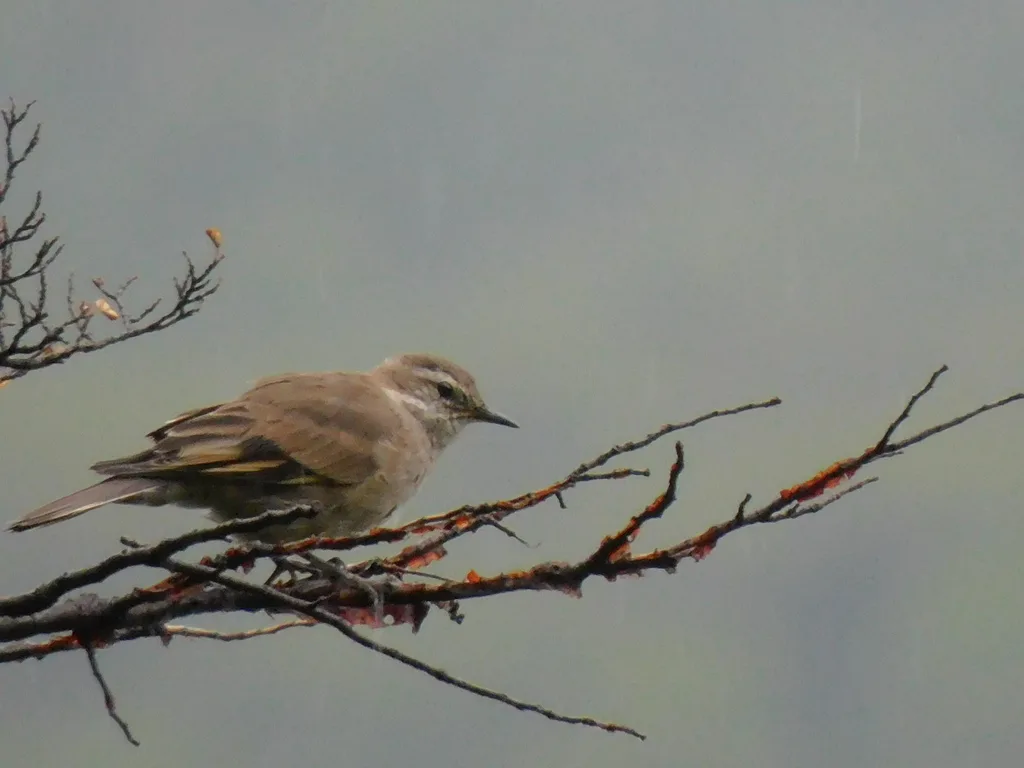 斑翅抖尾地雀(Cinclodes fuscus)