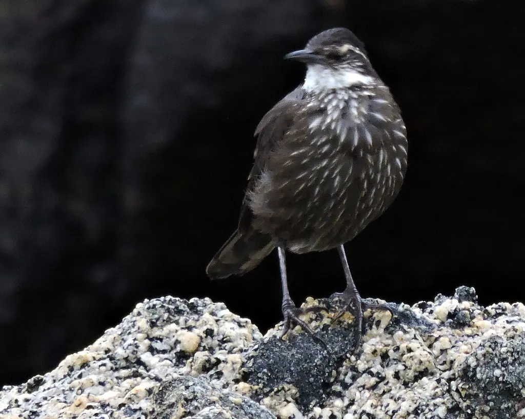 海滨抖尾地雀(Cinclodes nigrofumosus)