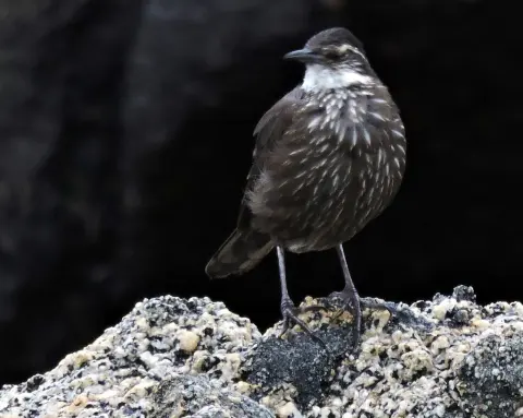 海滨抖尾地雀