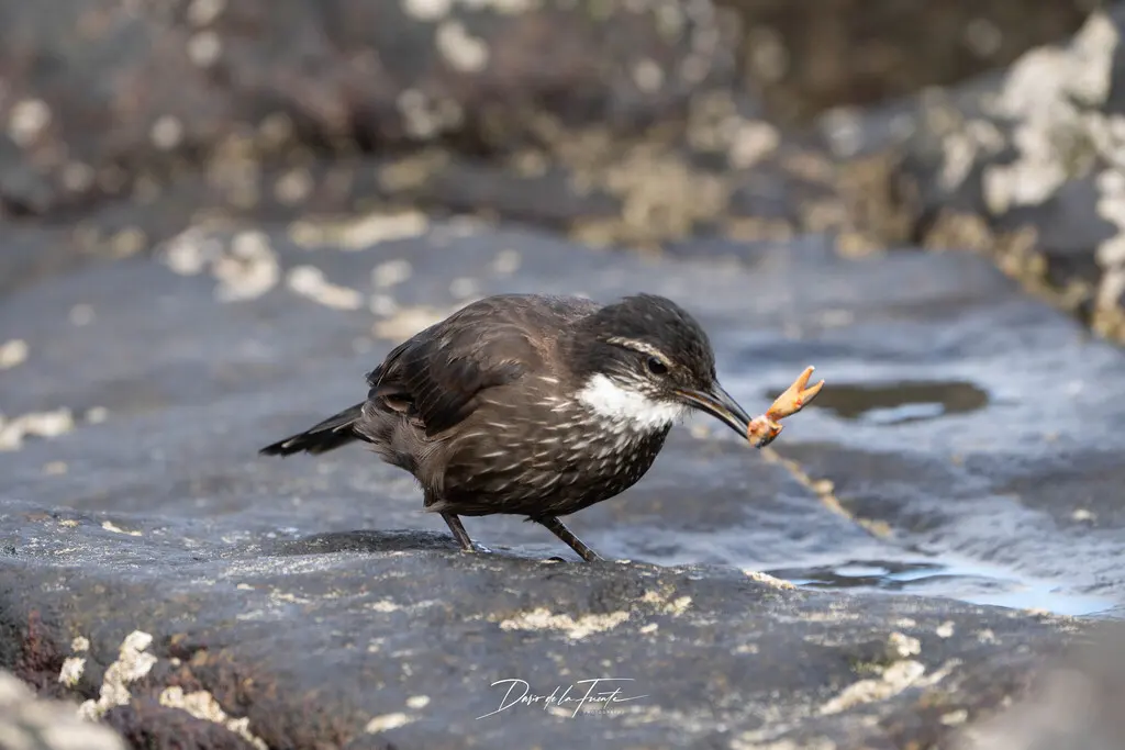 海滨抖尾地雀(Cinclodes nigrofumosus)