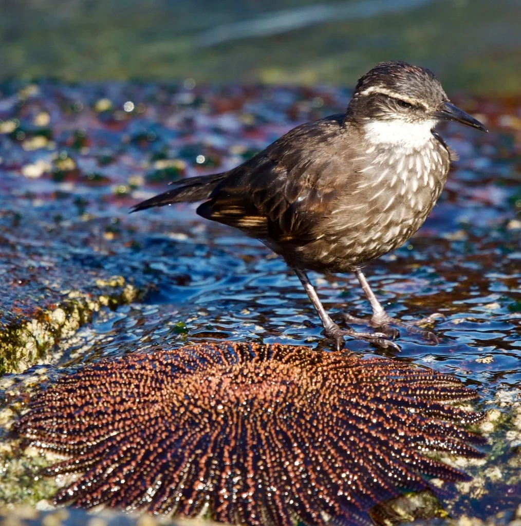 海滨抖尾地雀(Cinclodes nigrofumosus)