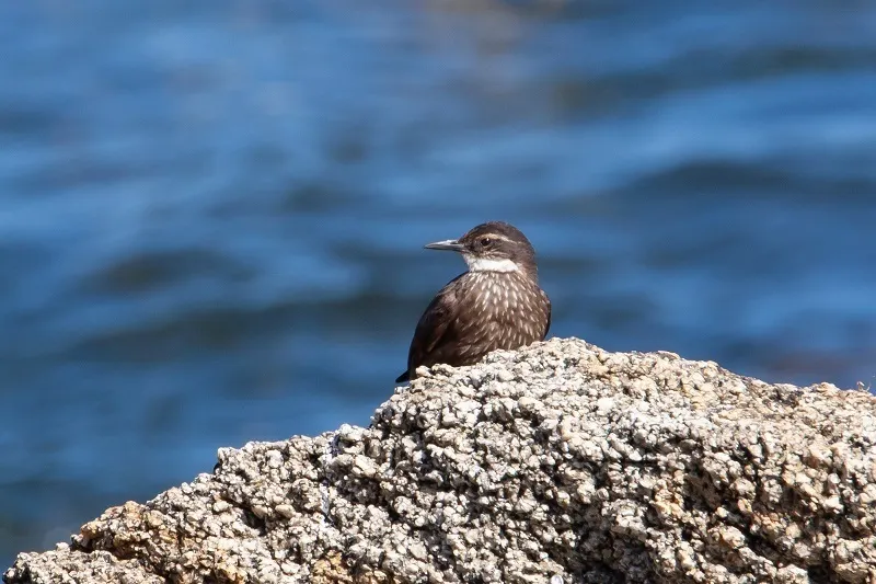 海滨抖尾地雀(Cinclodes nigrofumosus)