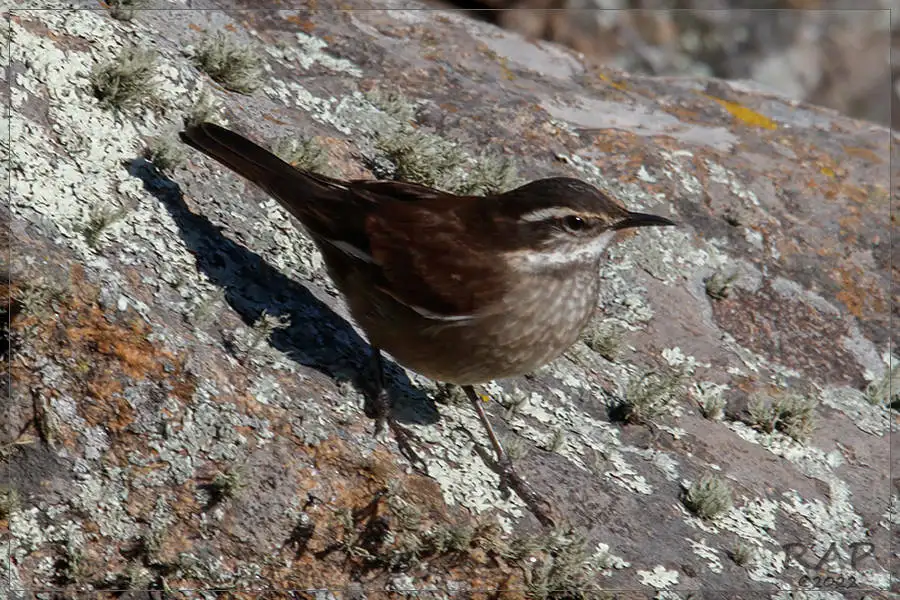 奥氏抖尾地雀(Cinclodes olrogi)