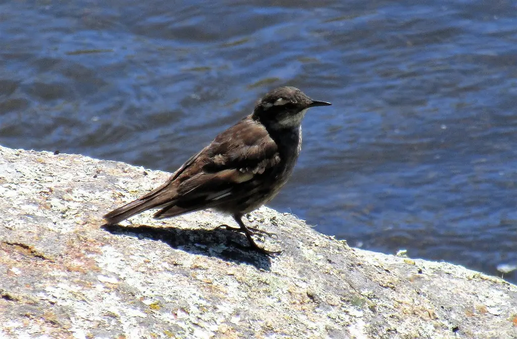 奥氏抖尾地雀(Cinclodes olrogi)