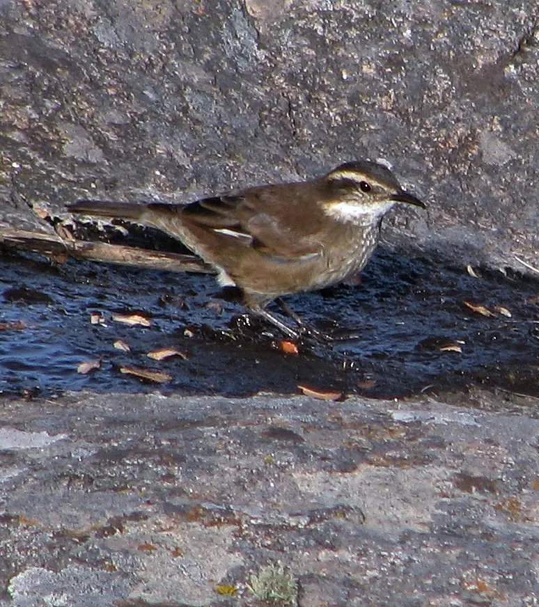 奥氏抖尾地雀(Cinclodes olrogi)