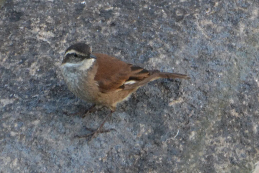 奥氏抖尾地雀(Cinclodes olrogi)