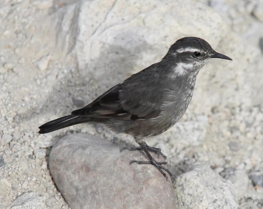 灰胁抖尾地雀(Cinclodes oustaleti)