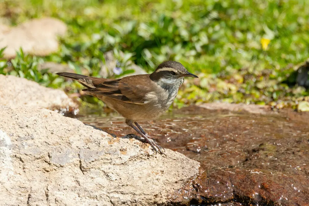 灰胁抖尾地雀(Cinclodes oustaleti)