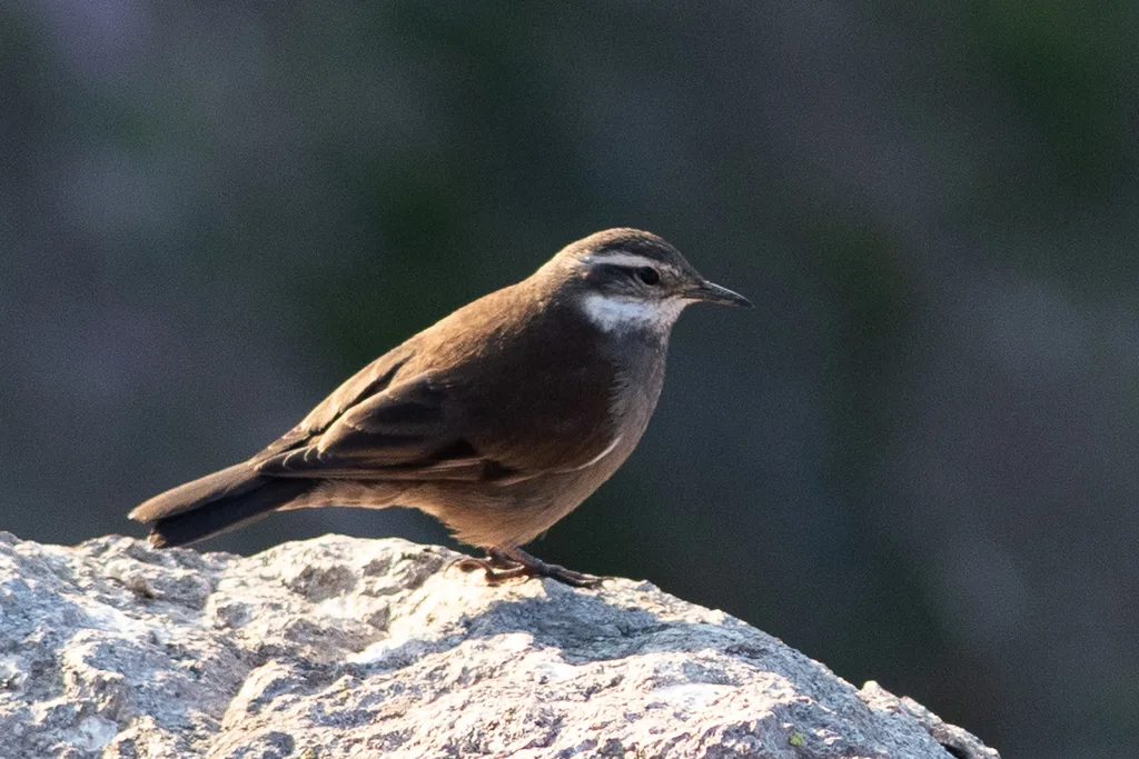 灰胁抖尾地雀(Cinclodes oustaleti)