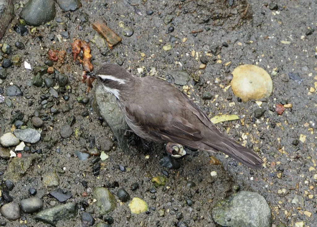 暗腹抖尾地雀(Cinclodes patagonicus)