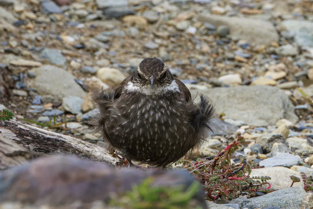 暗腹抖尾地雀(Cinclodes patagonicus)