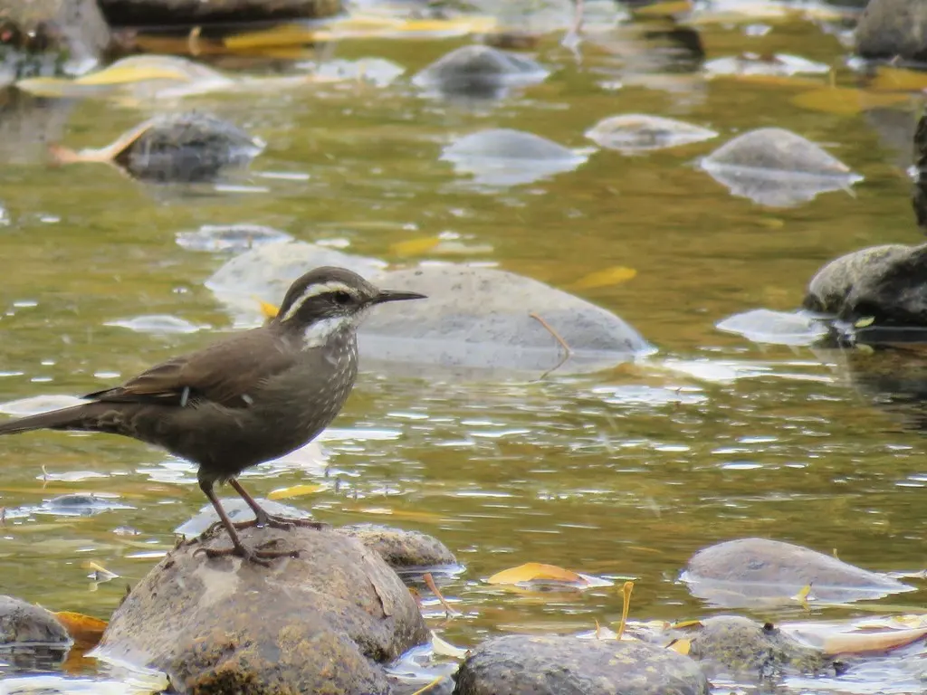 暗腹抖尾地雀(Cinclodes patagonicus)