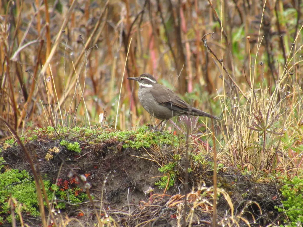 暗腹抖尾地雀(Cinclodes patagonicus)