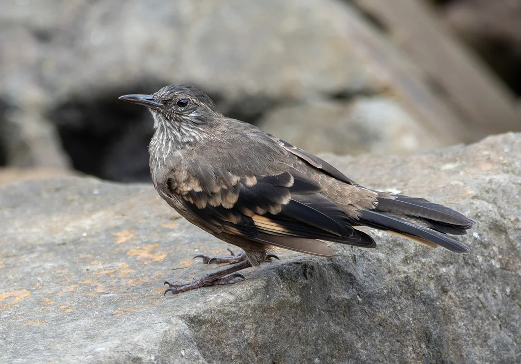 逐浪抖尾地雀(Cinclodes taczanowskii)