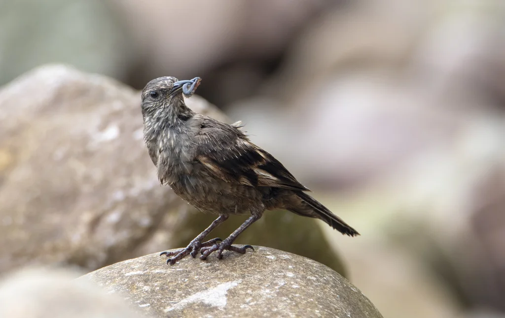 逐浪抖尾地雀(Cinclodes taczanowskii)