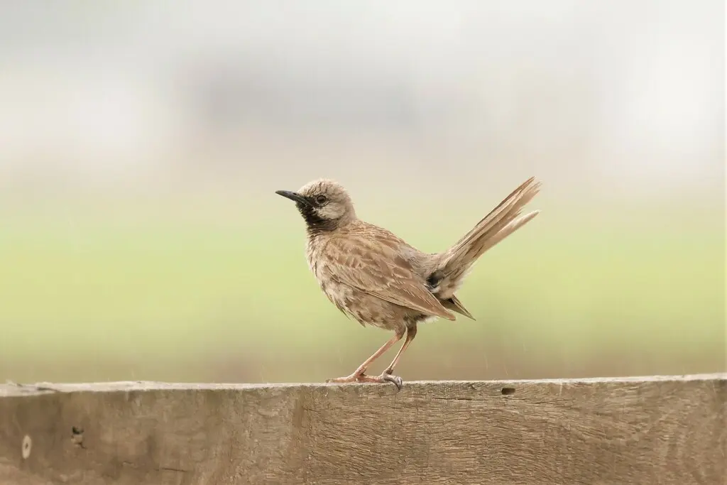 褐鹨莺(Cincloramphus cruralis)